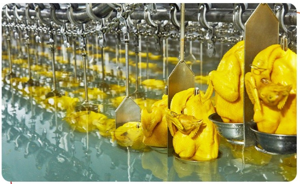 唐順興：從養(yǎng)殖到餐桌，全產(chǎn)業(yè)鏈?zhǔn)刈o(hù)食品安全與品質(zhì)